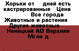   Хорьки от 35 дней есть кастрированные › Цена ­ 2 000 - Все города Животные и растения » Другие животные   . Ненецкий АО,Верхняя Мгла д.